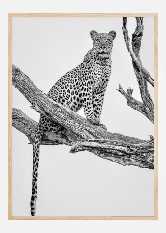 Leopard Portrait reklaamplakat