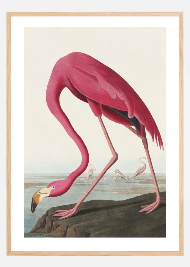 American Flamingo reklaamplakat