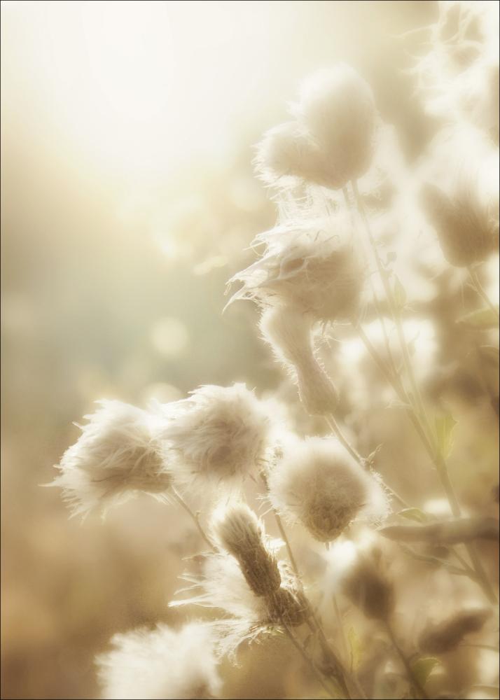 Fluffy flowers Plakat