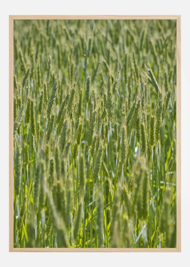 Green Wheat Field reklaamplakat