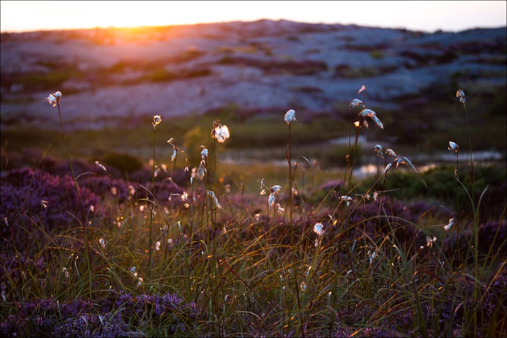 Summer evening on the rocks reklaamplakat