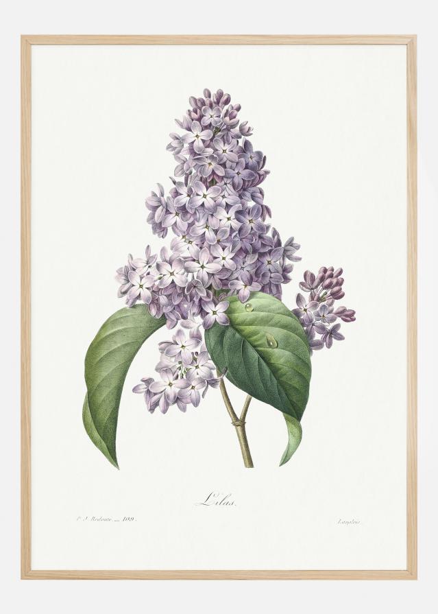 Lilac Flower reklaamplakat