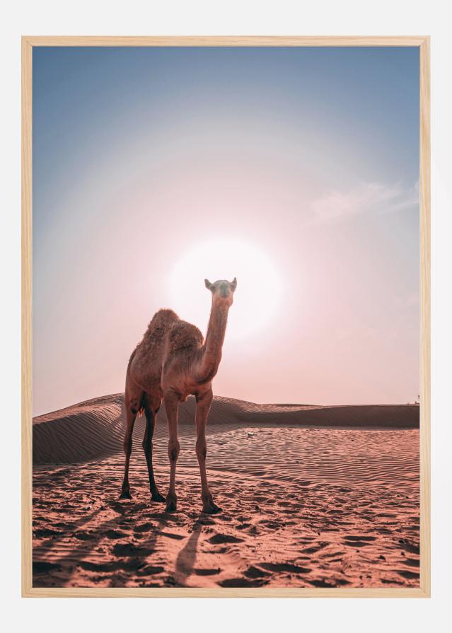 Camel reklaamplakat