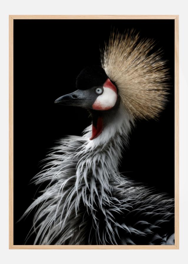 Crowned cranes portrait reklaamplakat