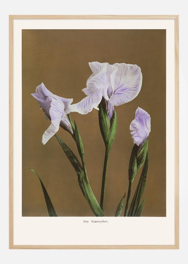 Iris Kabmpferi no2 reklaamplakat