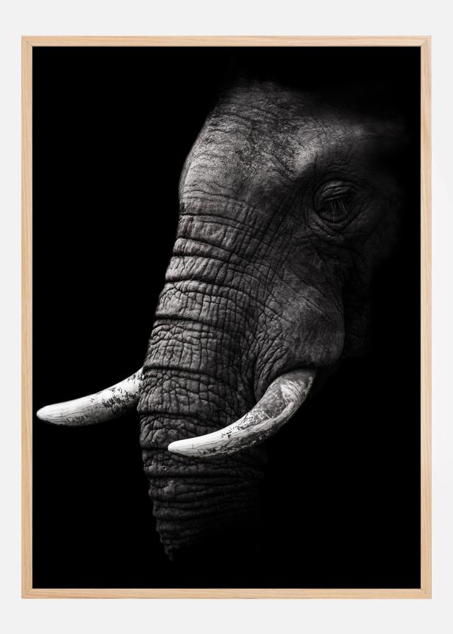 Portrait Elephant reklaamplakat