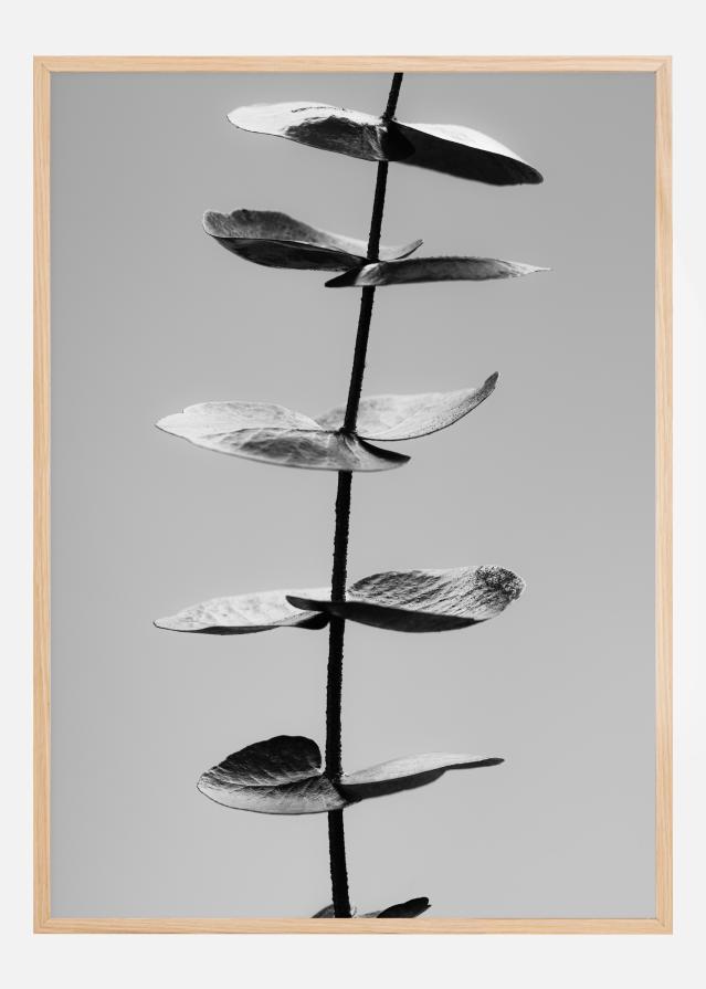 Eucalyptus Bw reklaamplakat