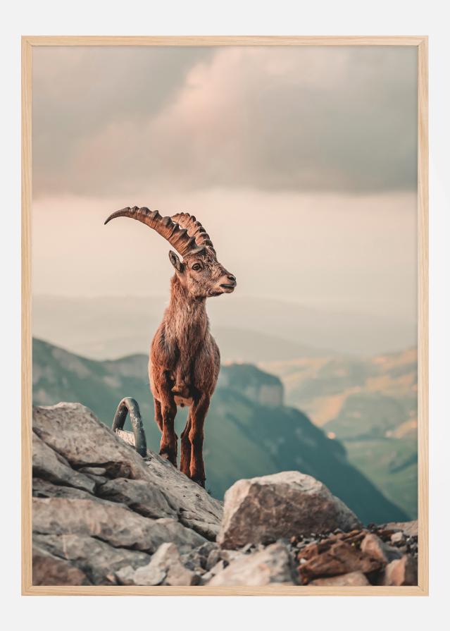 Mountain Goat reklaamplakat