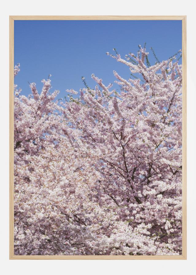 Cherry-Tree reklaamplakat