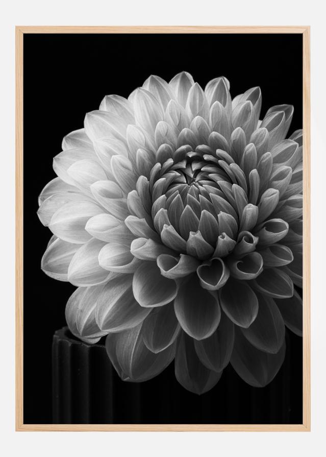 Dahlia reklaamplakat