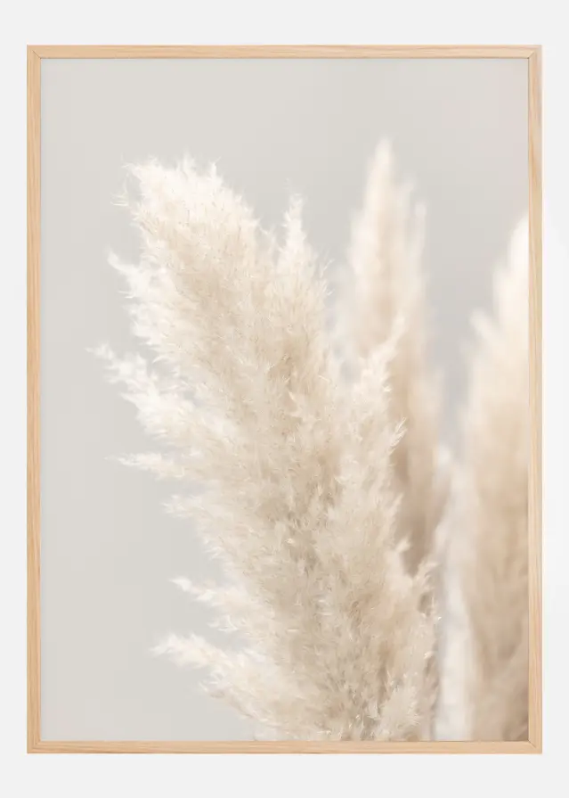 Pampas Grass IIII Plakat