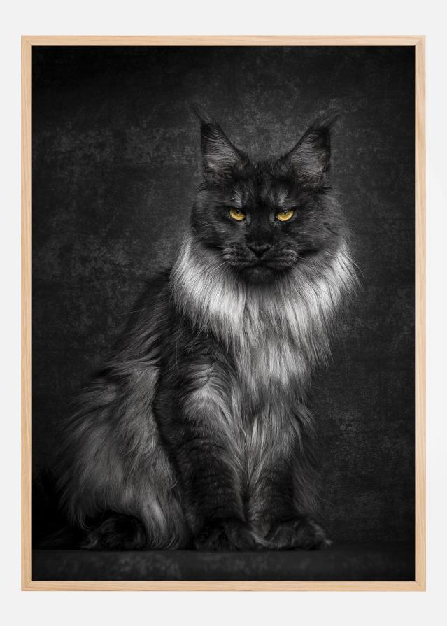 Maincoon reklaamplakat