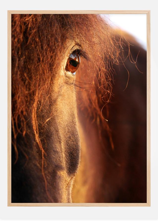 Horse sunset reklaamplakat