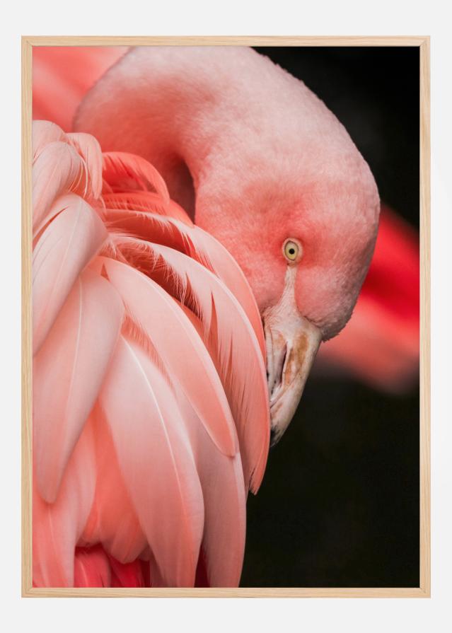 Flamingo reklaamplakat