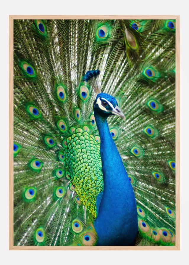 Peacock reklaamplakat