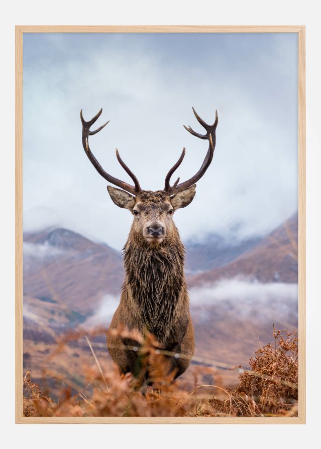 Red deer in the mountains reklaamplakat