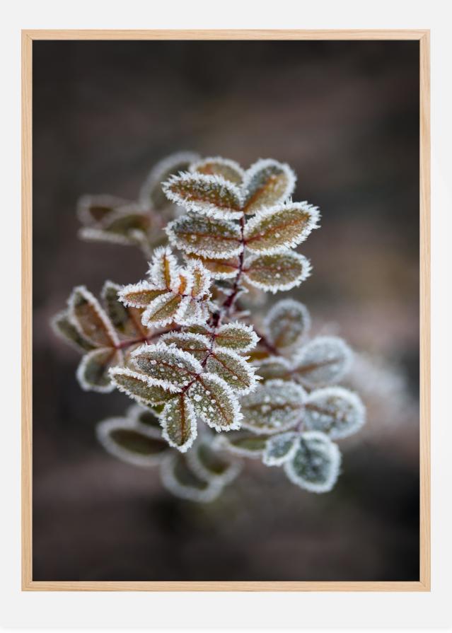 Frosty rose petals reklaamplakat