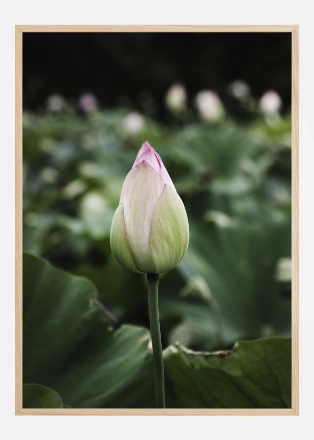 Peony Field Plakat