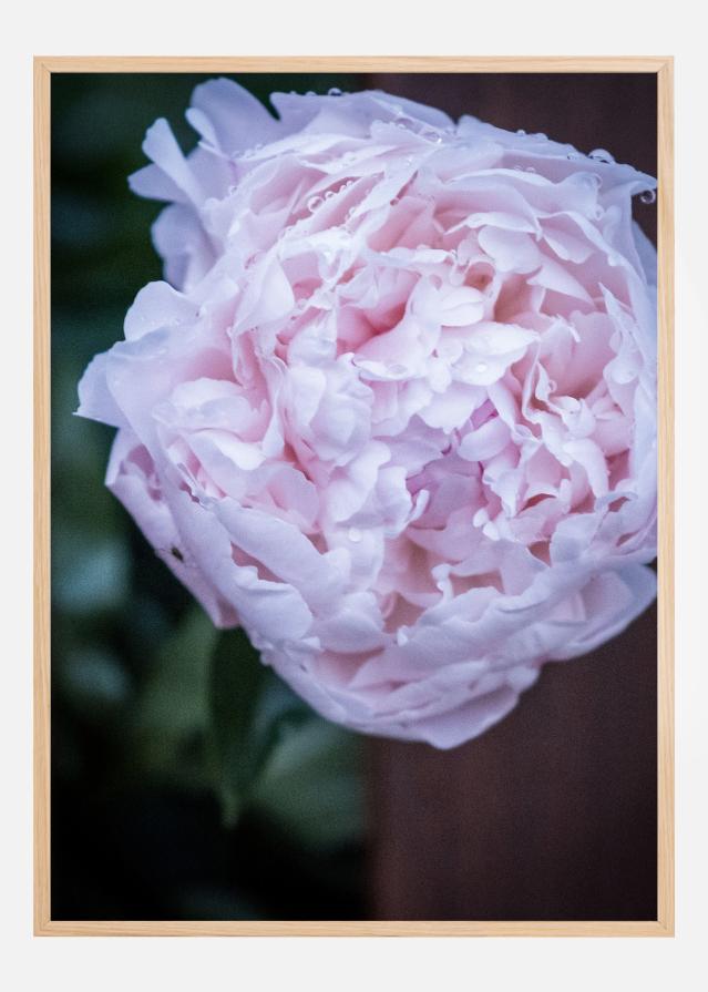 Peony I reklaamplakat