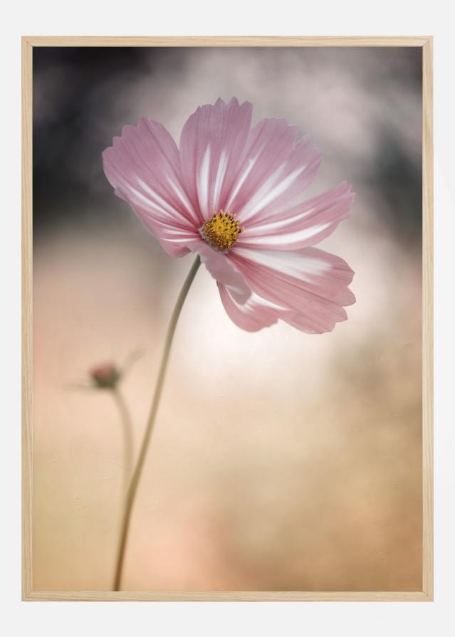 Cosmos Plakat