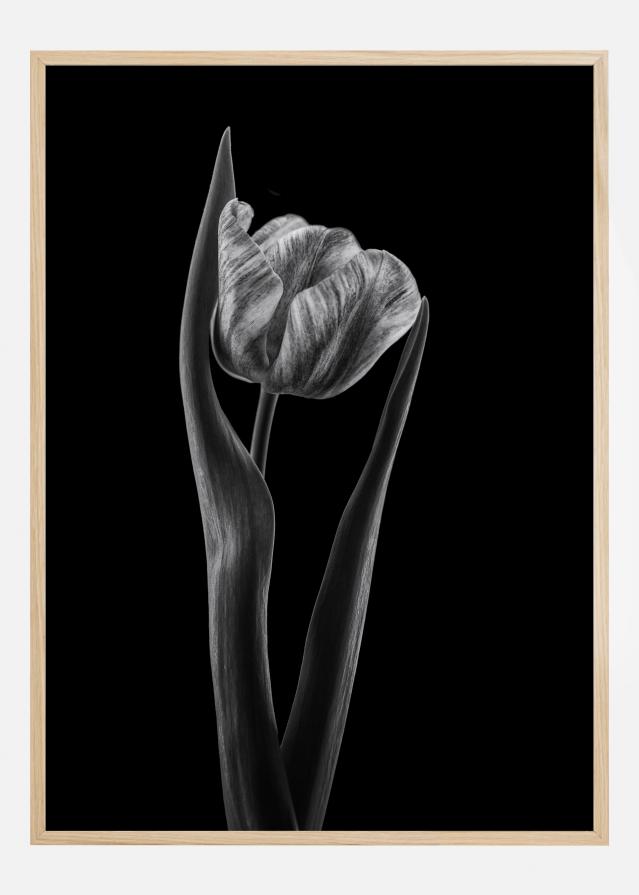 Rembrandt Tulip reklaamplakat