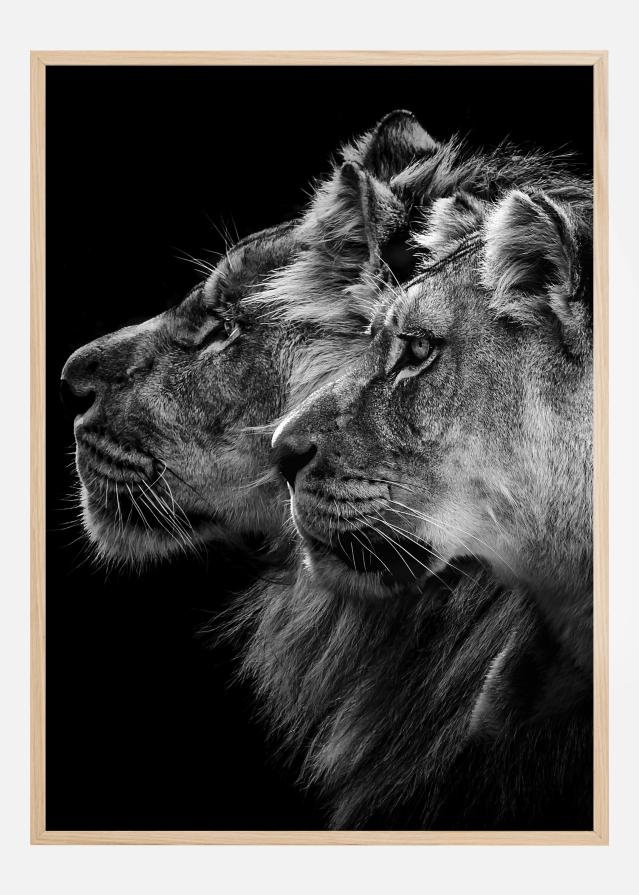 Lion and lioness portrait reklaamplakat