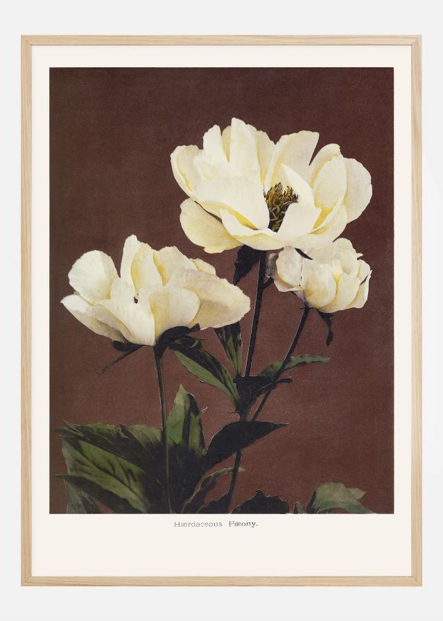 Habrdaceous Peony reklaamplakat