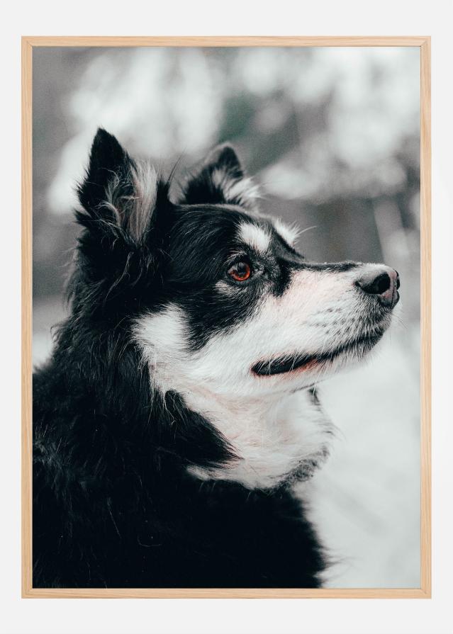 Finnish Lapphund reklaamplakat