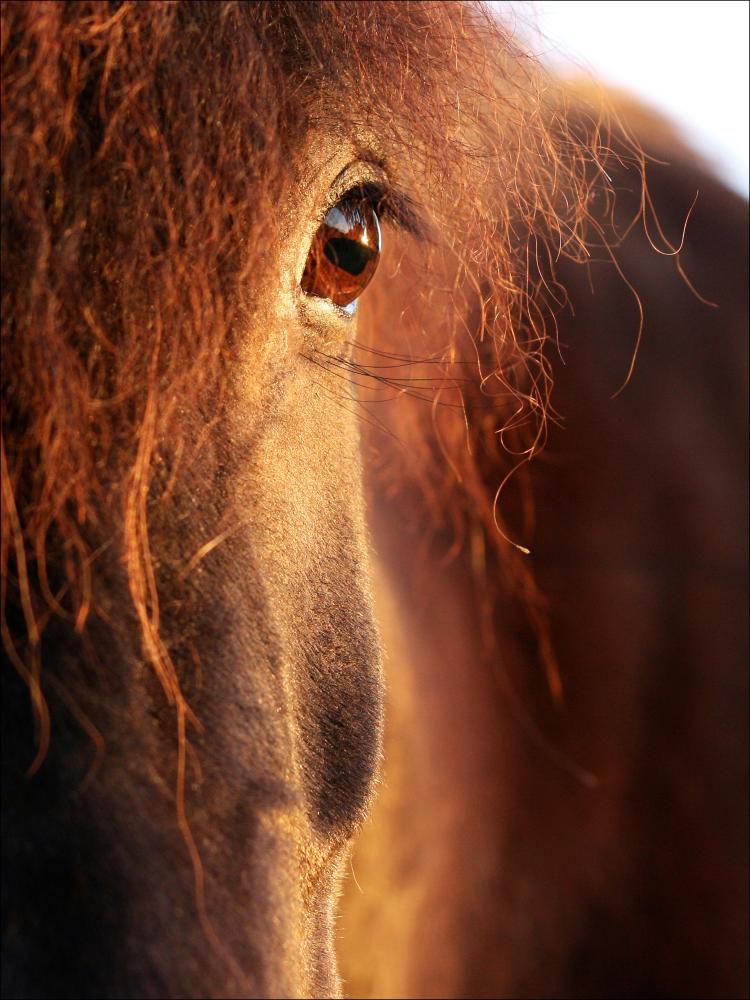 Horse sunset reklaamplakat