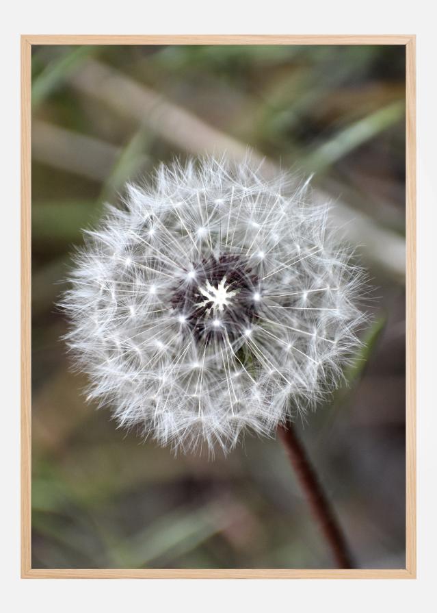 Dandelion reklaamplakat