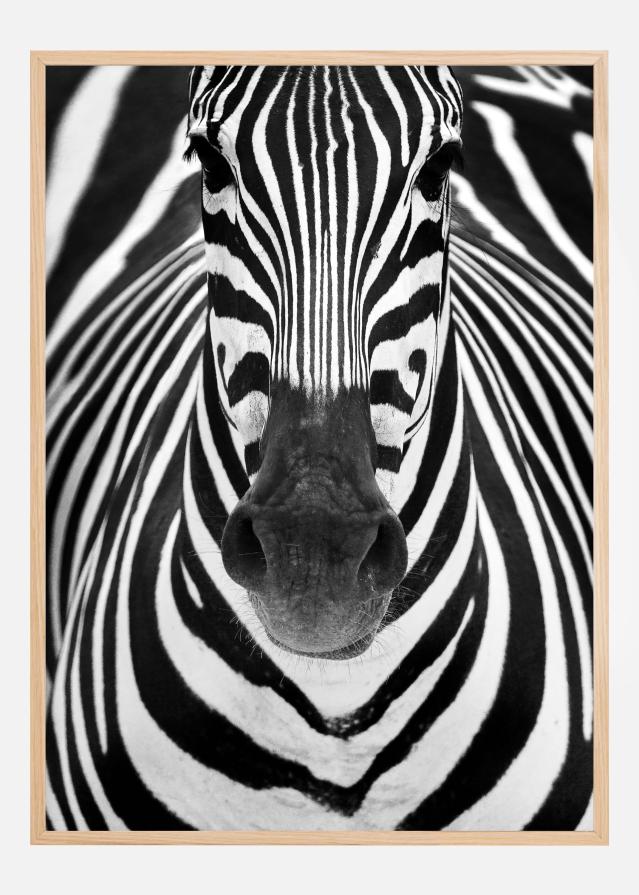 Zebra Plakat