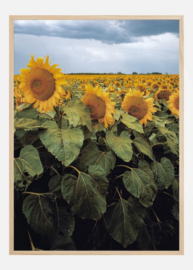 Sunflowers reklaamplakat