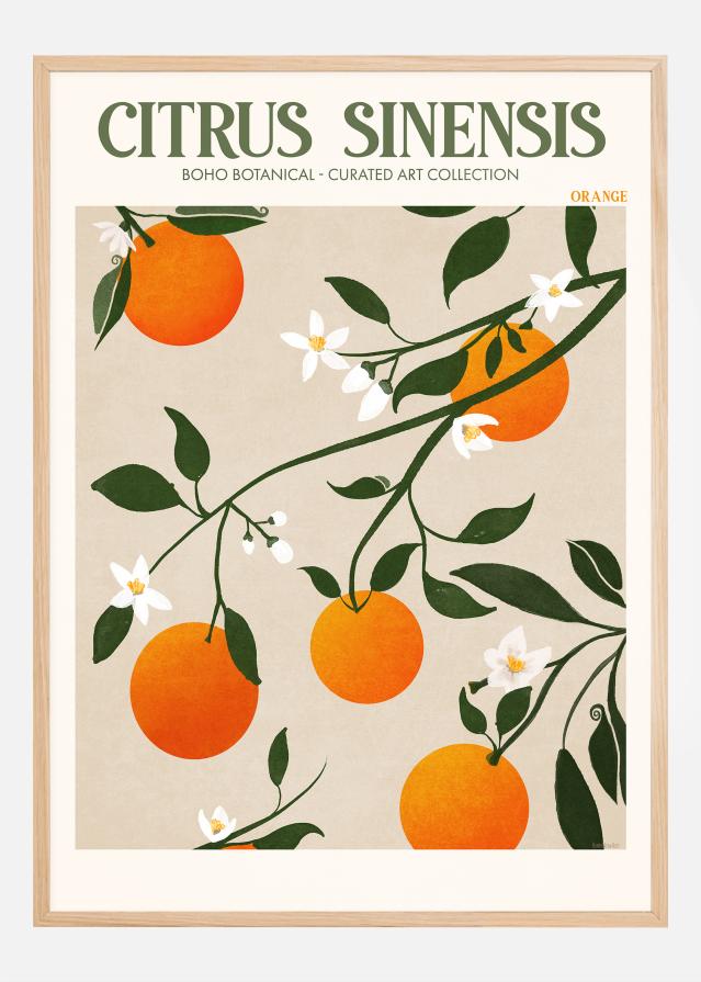 Boho Citrus Sinensis reklaamplakat