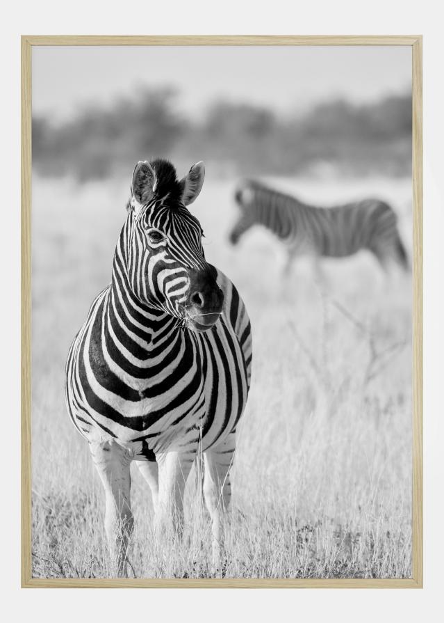 Zebra Bw reklaamplakat