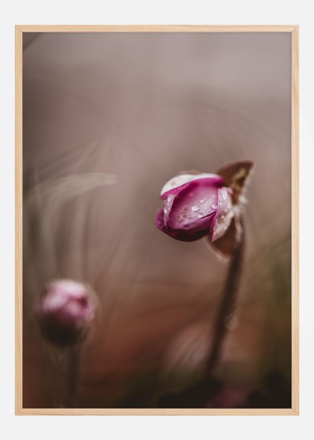 Two flower buds Plakat