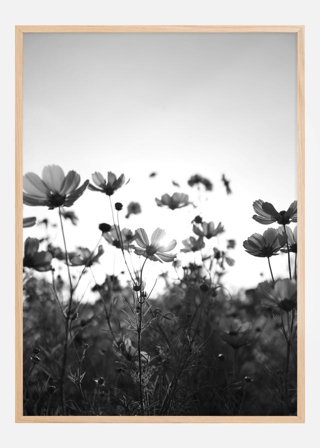 Black and white field with flowers reklaamplakat