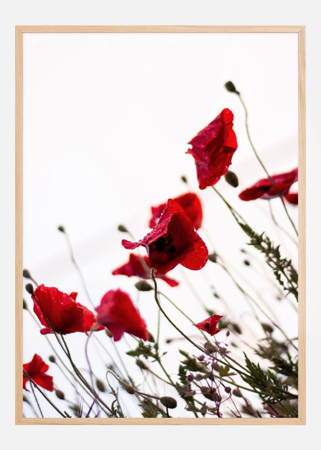 Poppy Plakat