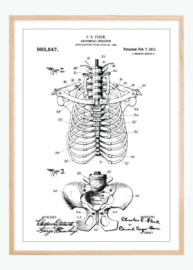 Patenteeritud joonistus - anatoomiline skelett II reklaamplakat