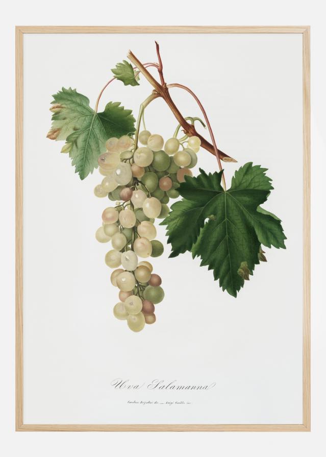 Grapes I reklaamplakat