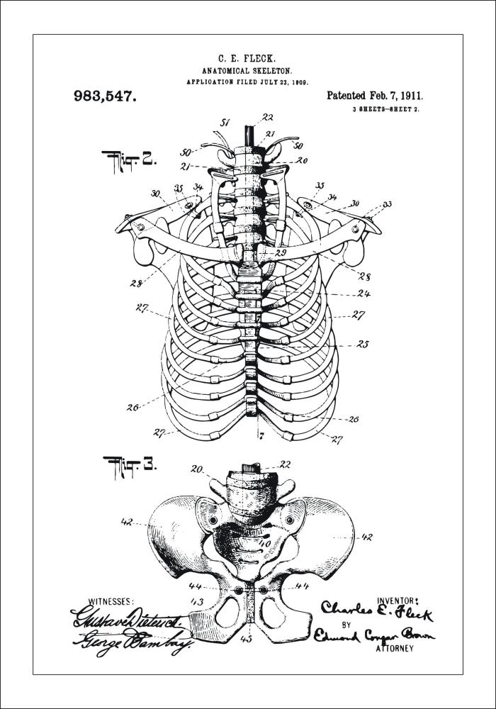 Patenteeritud joonistus - anatoomiline skelett II reklaamplakat