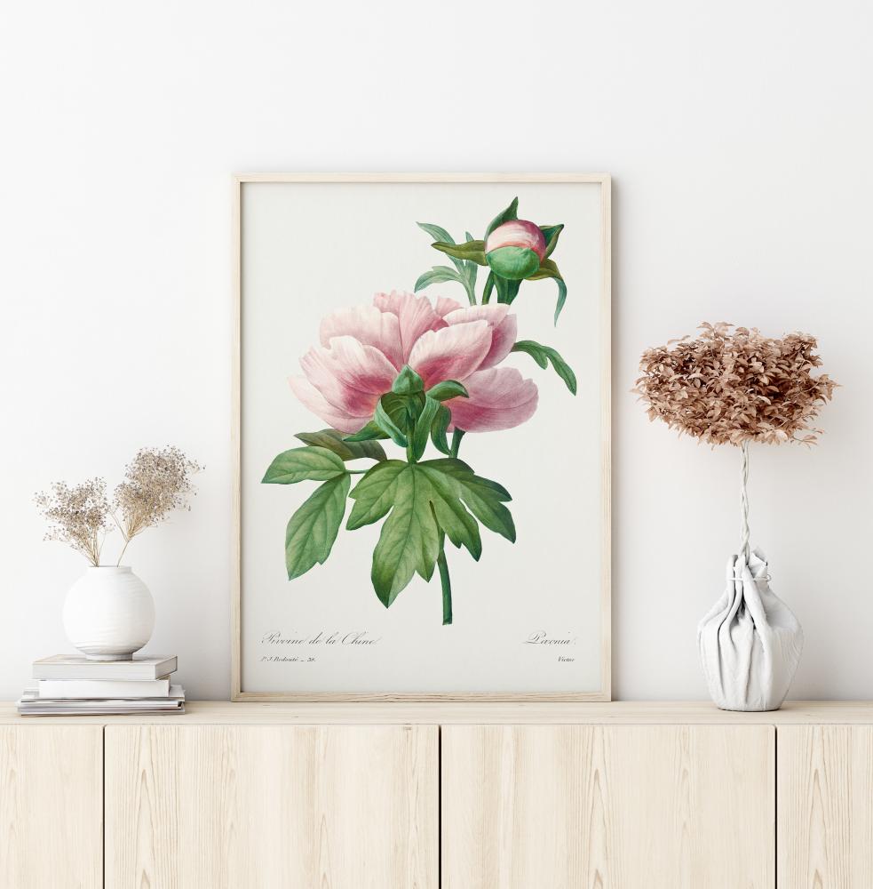 Peony Plakat