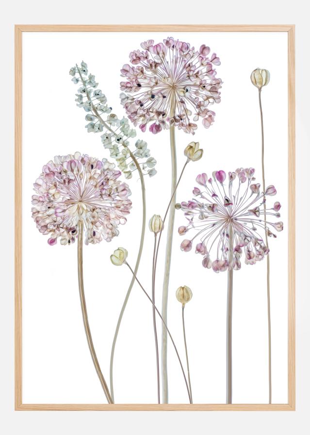 Allium reklaamplakat