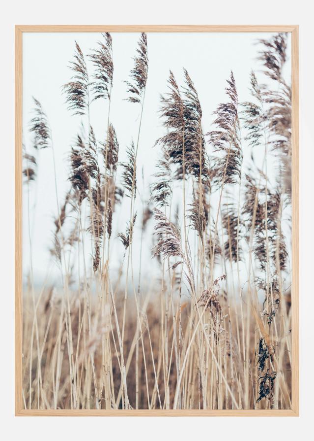 Swaying Reed II Plakat