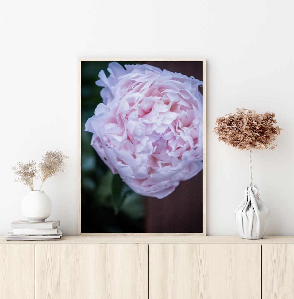 Peony I reklaamplakat